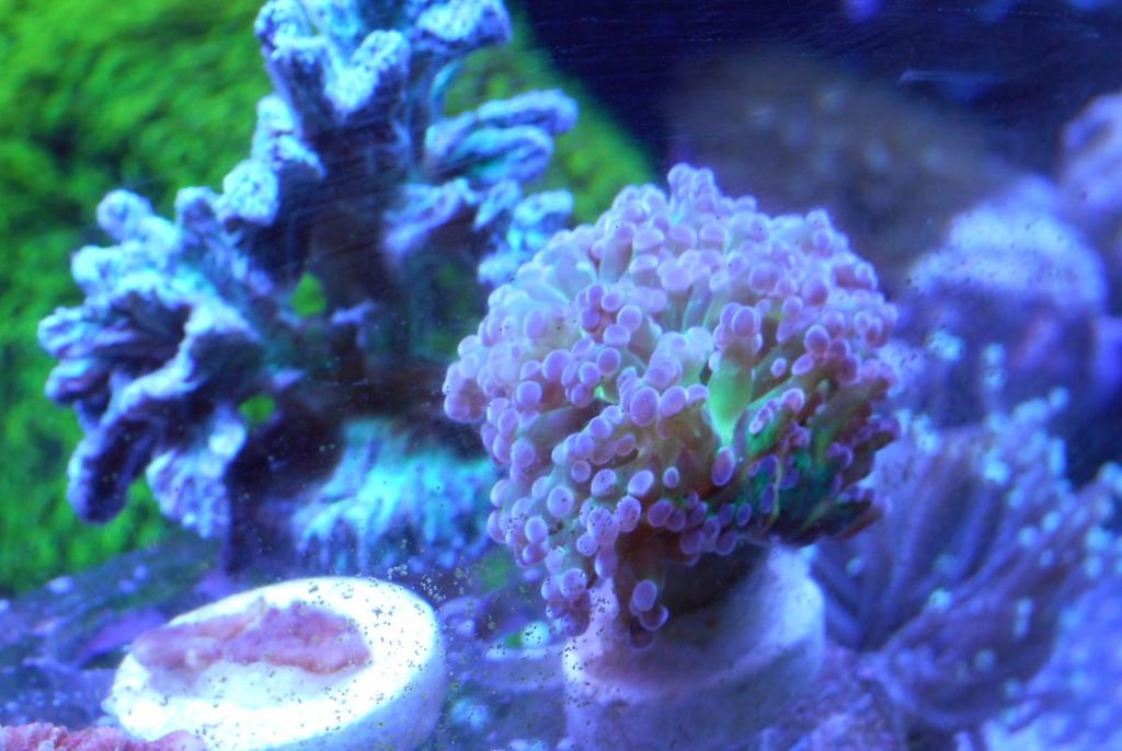 Green and Purple Frogspawn