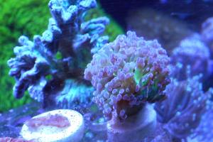 Green and Purple Frogspawn Thumbnail