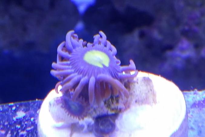 Alien Eye Zoa