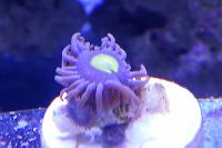 Alien Eye Zoa Thumbnail