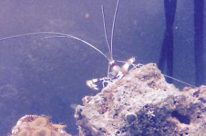 Coral Banded Shrimp Thumbnail