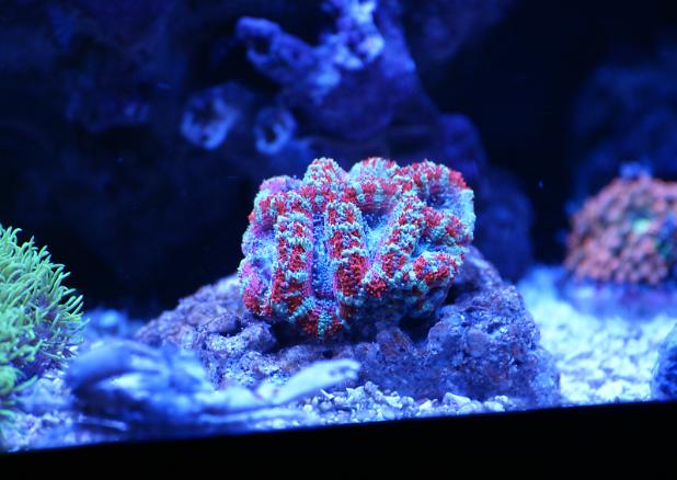 Acanthastrea December 20, 2015