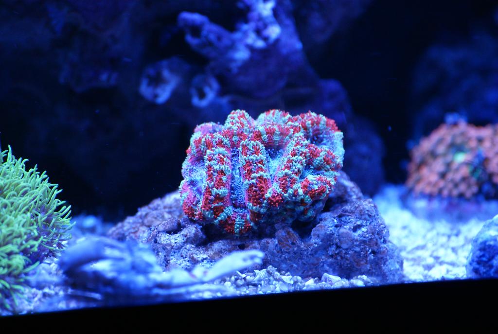 Acanthastrea December 20, 2015