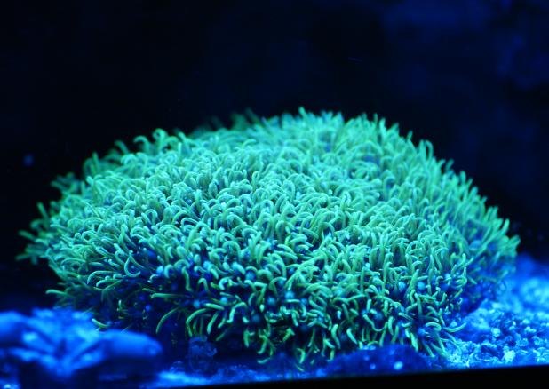 Green Star Polyp December 20, 2015