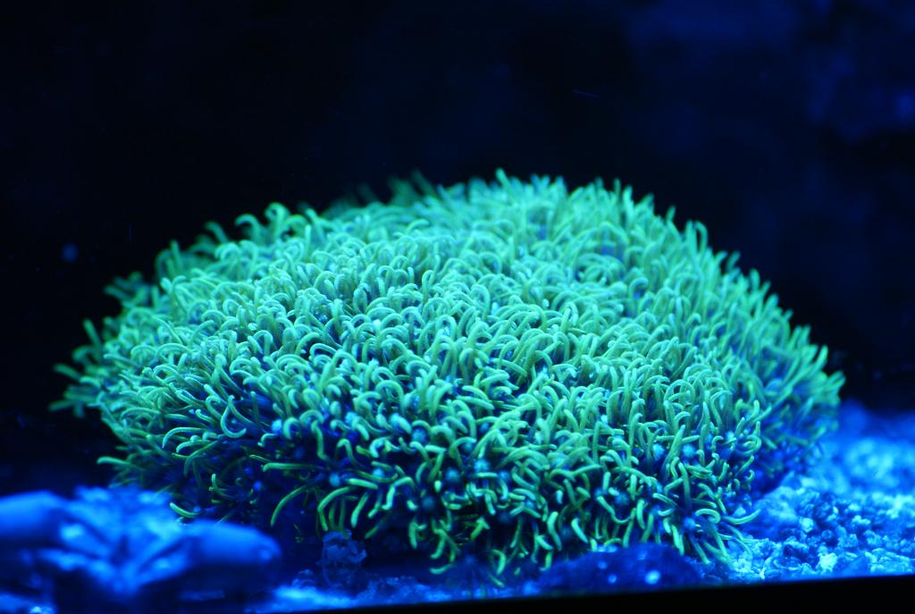 Green Star Polyp December 20, 2015