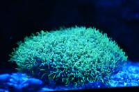 Green Star Polyp December 20, 2015