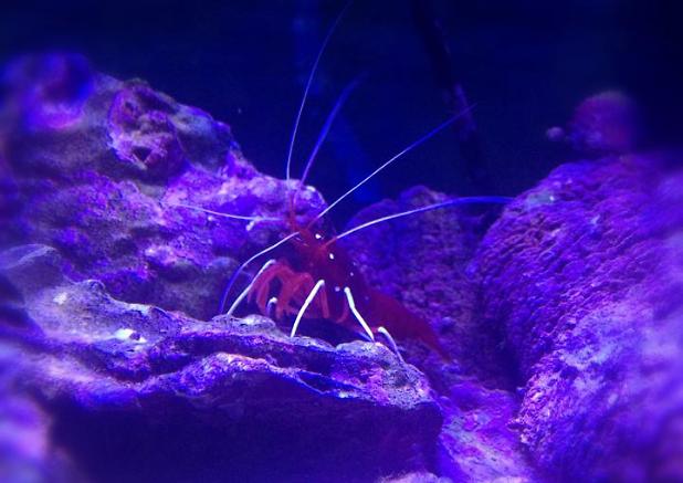 Blood Shrimp December 20, 2015