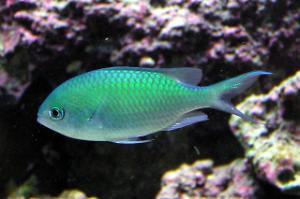 Blue/Green Reef Chromis Thumbnail