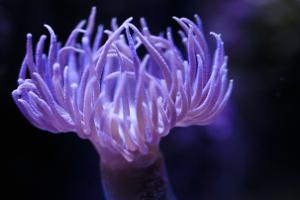 Duncan Polyp Thumbnail