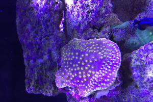 Turbinaria Cup Coral Thumbnail