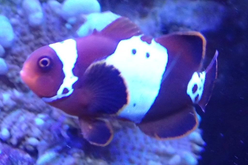 Lightning Maroon Clown / Premnas biaculeatus var Lightning 70