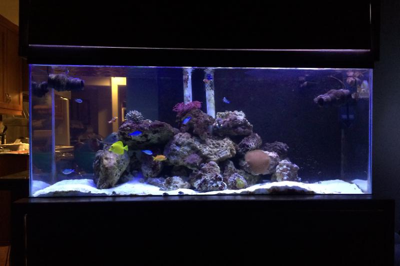 My Aquarium Thumbnail