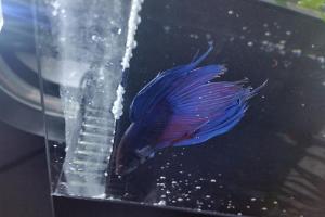 Siamese Fighting Fish Thumbnail