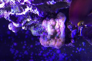 Green Eyed Cup Coral Thumbnail