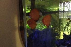 Red Discus Thumbnail