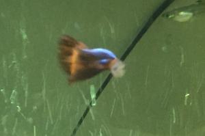 Guppy Thumbnail