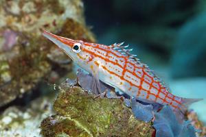 Longnose Hawkfish Thumbnail