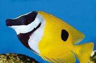 Foxface Rabbitfish Thumbnail