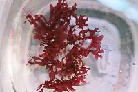 Red Gracilaria Feeding Algae Thumbnail