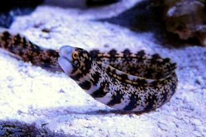 Snowflake Eel Thumbnail