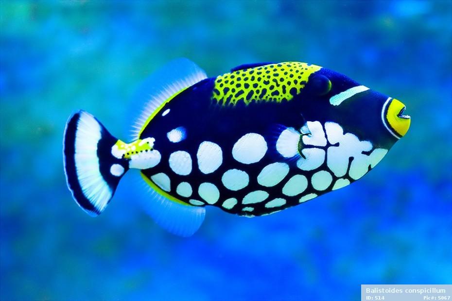 Clown Triggerfish / Balistoides conspicillum 23