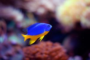 Azure Damselfish Thumbnail