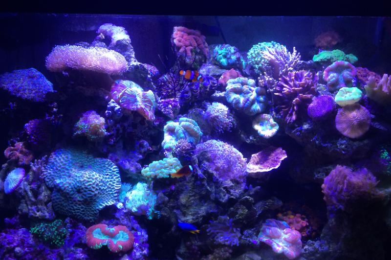 65 Gallon Reef Thumbnail