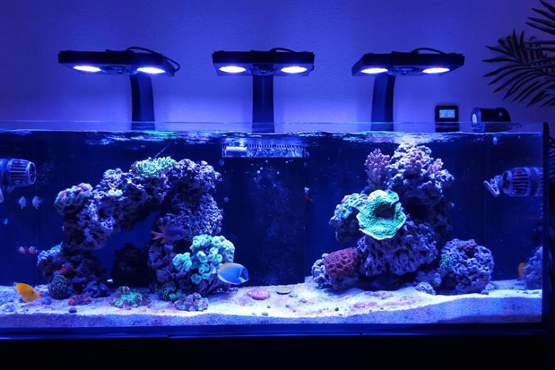 REEFER 450 Mixed Reef Thumbnail