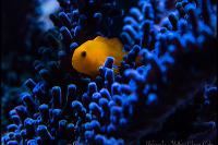 Yellow Clown Goby in Tort