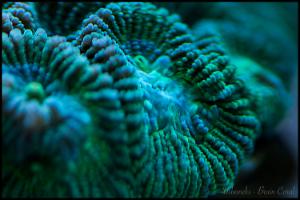 Brain Coral