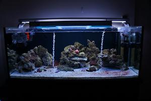 Main Seahorse Display Tank Thumbnail