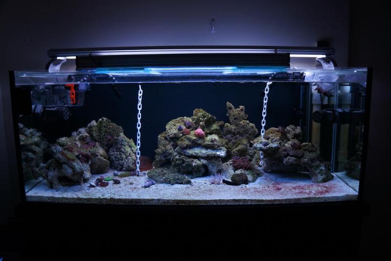 Main Seahorse Display Tank Thumbnail