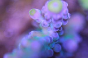 Acropora austera Thumbnail