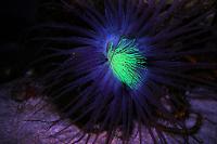 Tube Anemone Thumbnail