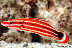 Pacific Redstripe Hogfish Thumbnail