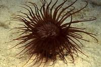 Tube Anemone Thumbnail