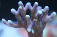 Stylophora Milka Thumbnail