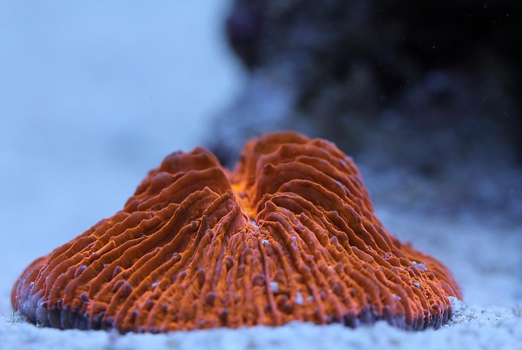 Plate Coral, Orange - Short Tentacle