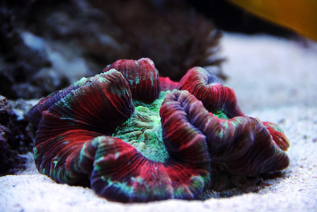 Brain Coral, Trachyphyllia