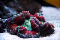 Brain Coral Trachyphyllia Thumbnail