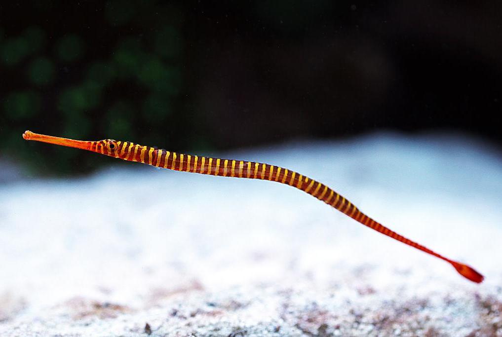 Yellow Multibanded Pipefish