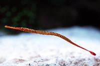 Yellow Multibanded Pipefish