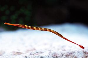 Yellow Multibanded Pipefish Thumbnail