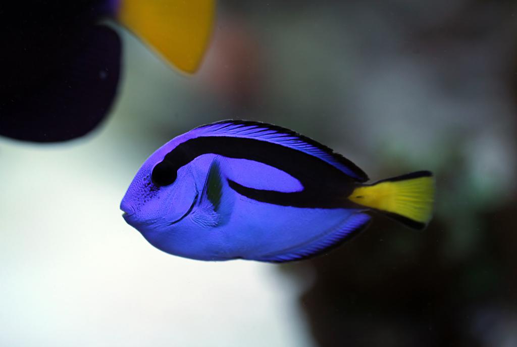 Blue Tang