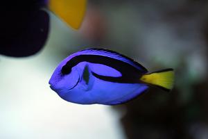 Blue Tang Thumbnail