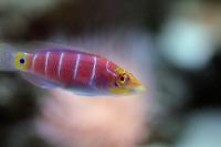 Mystery Wrasse