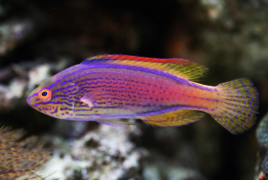 Lineatus Fairy Wrasse