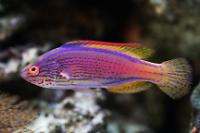 Lineatus Fairy Wrasse