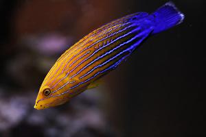 Blue-striped Orange Tamarin Thumbnail