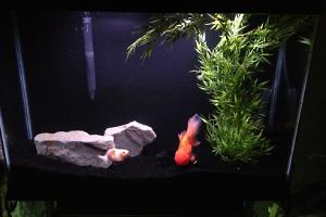 Goldfish Tank Thumbnail